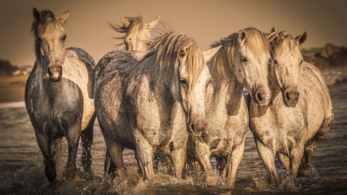 Group of white horses in water 4K