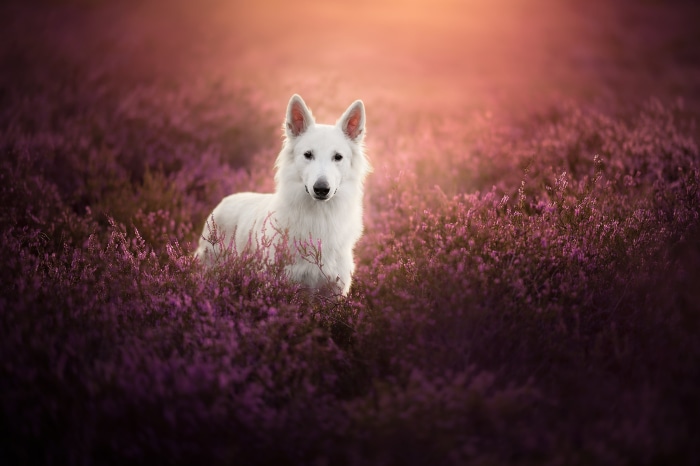 White Swiss Shepherd dog in heather field