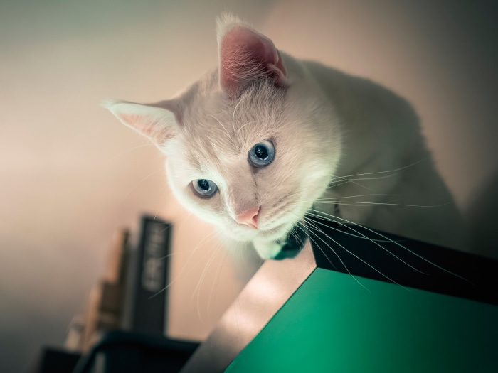 White cat with blue eyes looking down