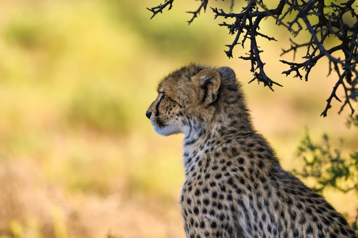 Baby Cheetah Cub Under Tree