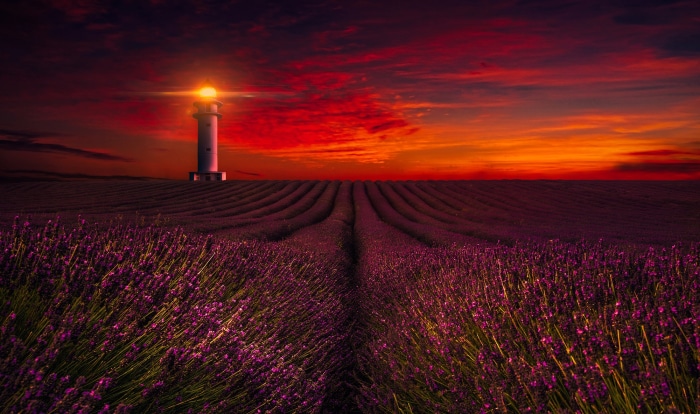 Lighthouse in Lavender Field at Sunset