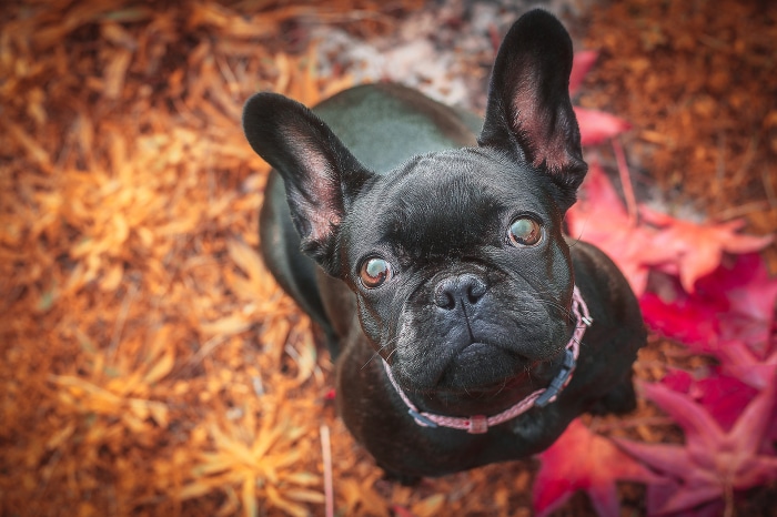 Black French Bulldog with Pink Collar Outdoors