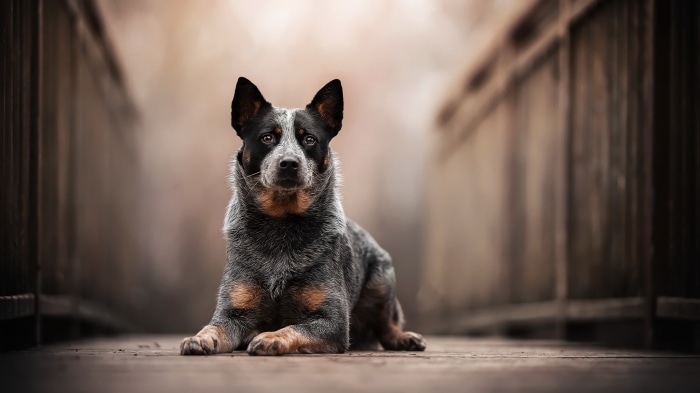 Australian Cattle Dog lying on a wooden walkway
