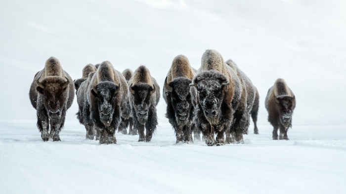 American Bison herd in a snowy landscape