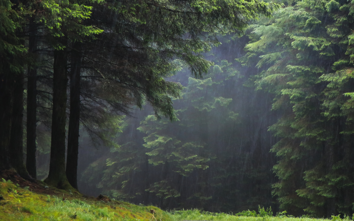 Rain falling in a dense forest with tall trees