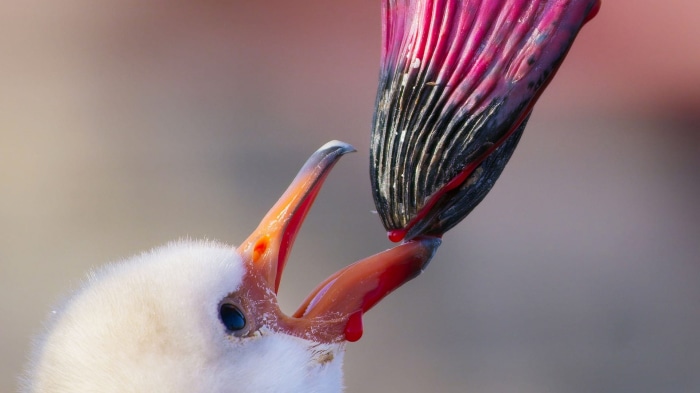Close-up of two birds feeding