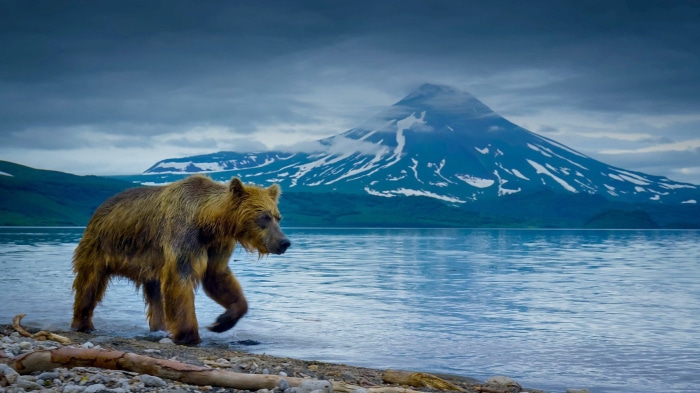 Brown bear walks on a rocky shore with a volcano in the background