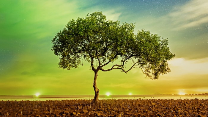 A lone tree on a rocky shore under a colorful sky