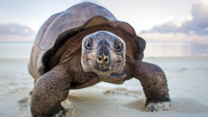 Giant tortoise on a sandy beach