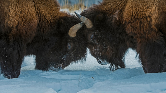 Two bison butting heads in the snow