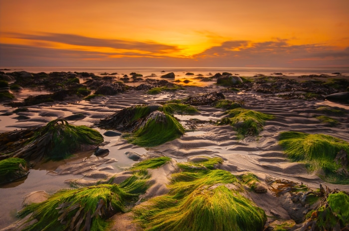 Sunset over a rocky seashore with green seaweed