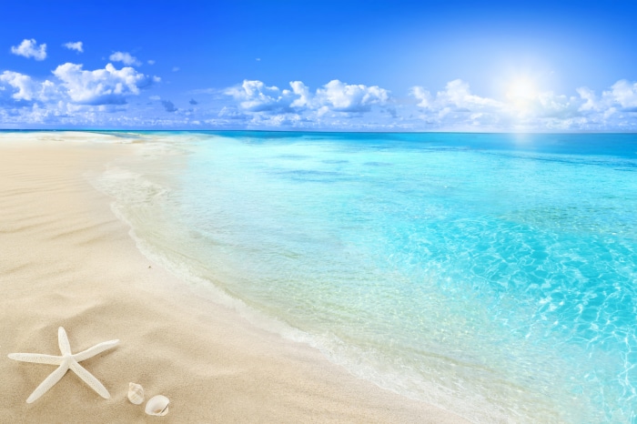 Ocean Horizon with Starfish and Shells