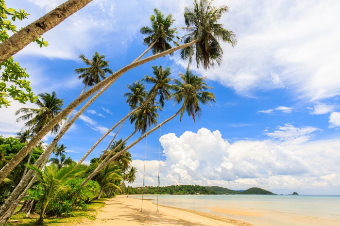 Beach with Palm Trees and Blue Sky 4K
