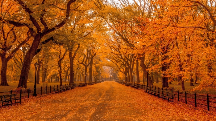 Autumn in Central Park, New York