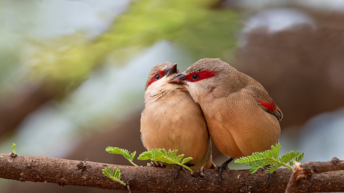 Two Crimson-rumped waxbills perched on a branch