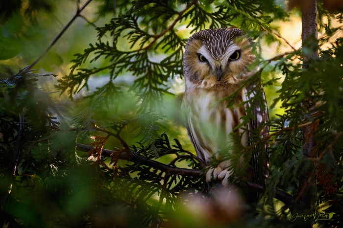 Boreal Owl perched on a branch in a forest