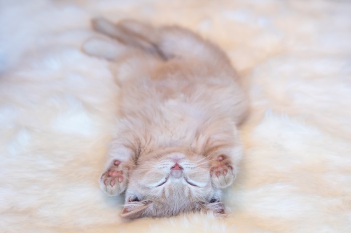 Cute Kitten Sleeping on a Fluffy Blanket