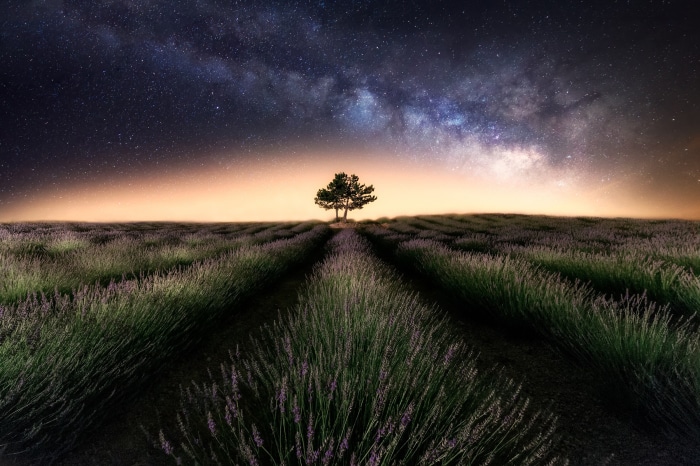 Lavender field under the Milky Way with a lone tree