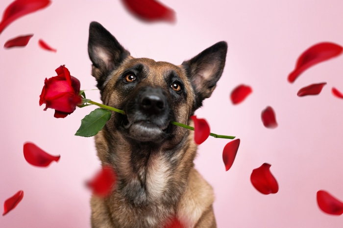 Belgian Shepherd with a Rose