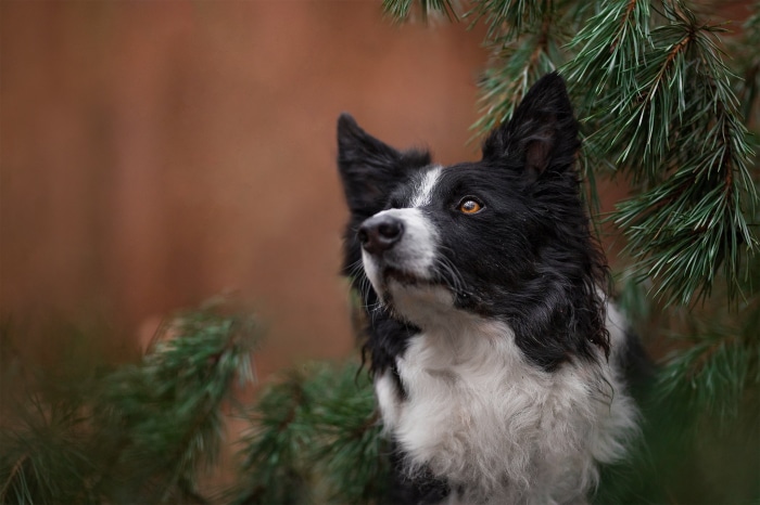 Border Collie dog looking up near pine branches