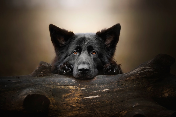 Black German Shepherd resting on a log