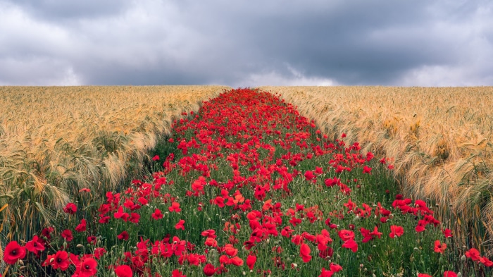 Field of red poppies between wheat fields under cloudy sky
