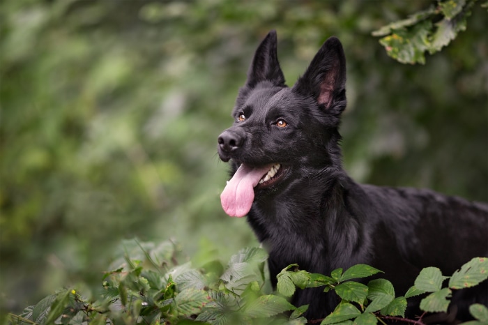 Black German Shepherd Dog Outdoors