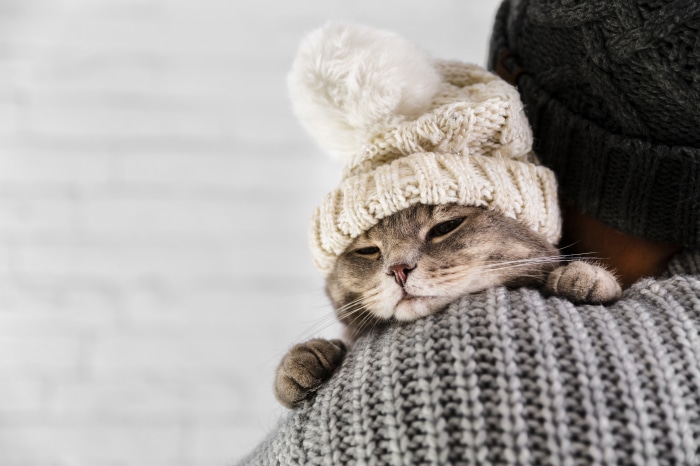 Cat wearing a winter hat