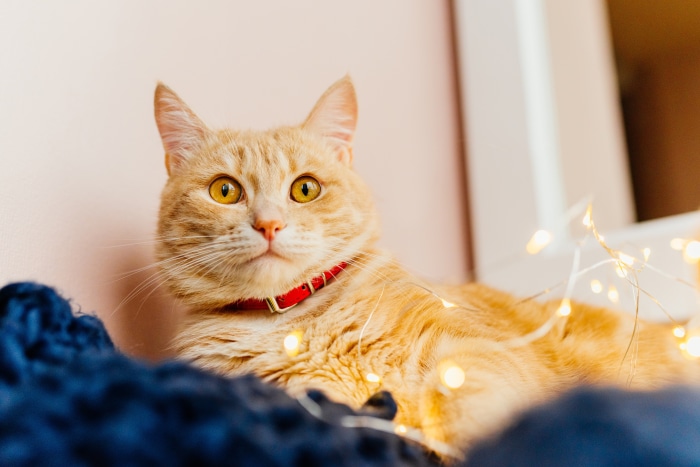 Orange tabby cat with red collar and fairy lights