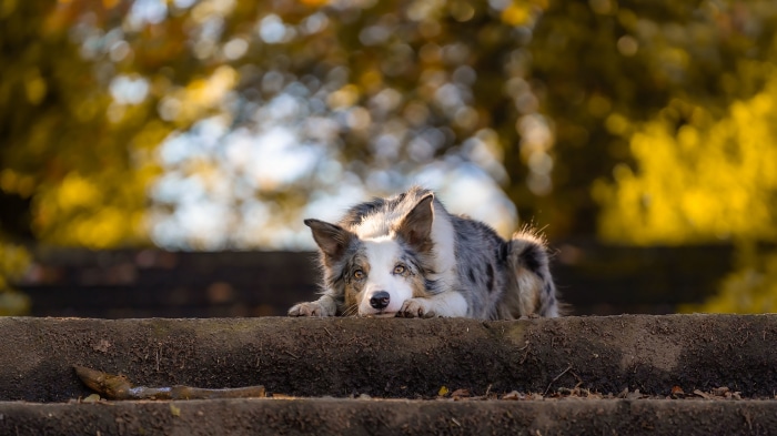 Blue Merle Border Collie Dog 4K