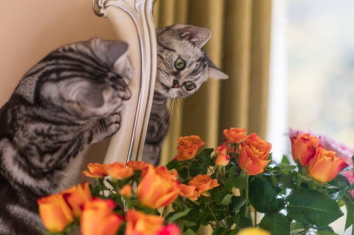 Two Tabby Cats and Orange Roses