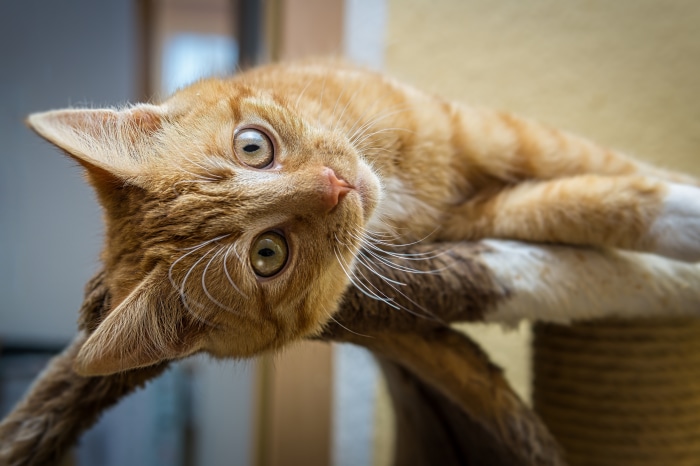 Orange tabby cat lying on a scratching post