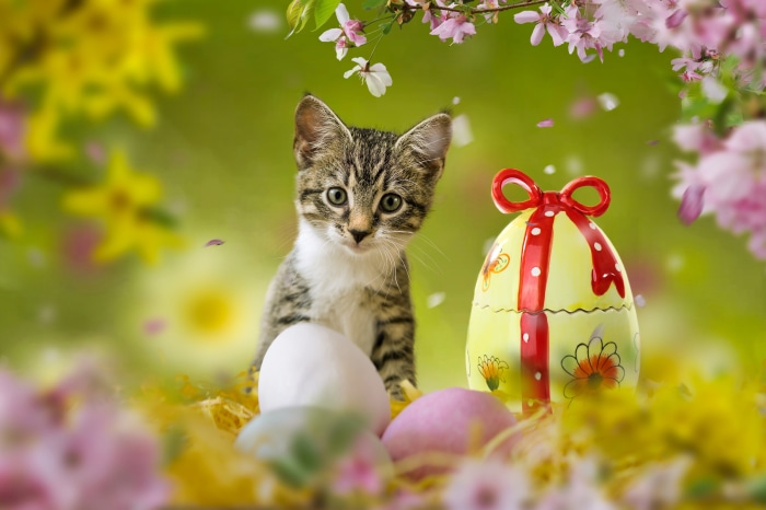 Kitten with Easter Eggs and Flowers