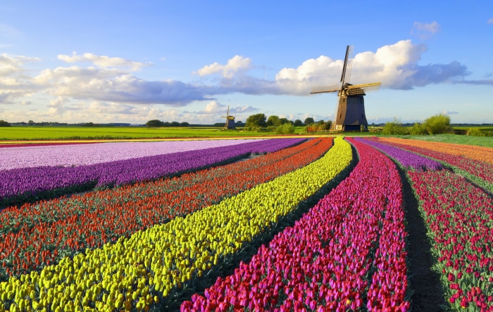 Tulip fields and windmills in the Netherlands