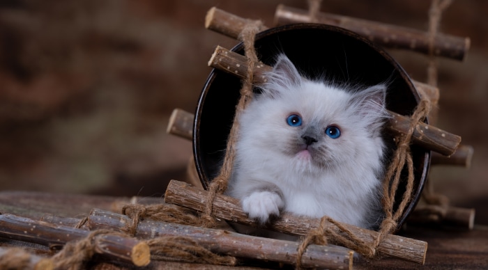 Ragdoll Kitten in a Rustic Pot