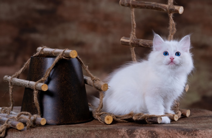 White Ragdoll Kitten with Blue Eyes on Wooden Ladder