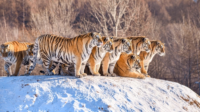 A group of tigers in the snow