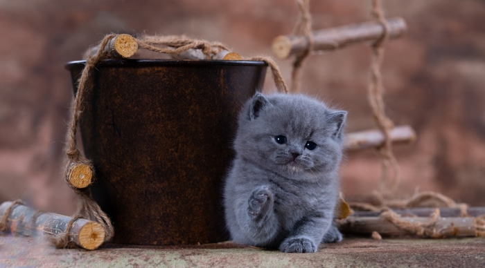 Fluffy Grey Kitten Next to a Bucket