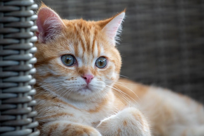Orange tabby kitten with blue eyes