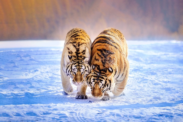 Two tigers walking in the snow