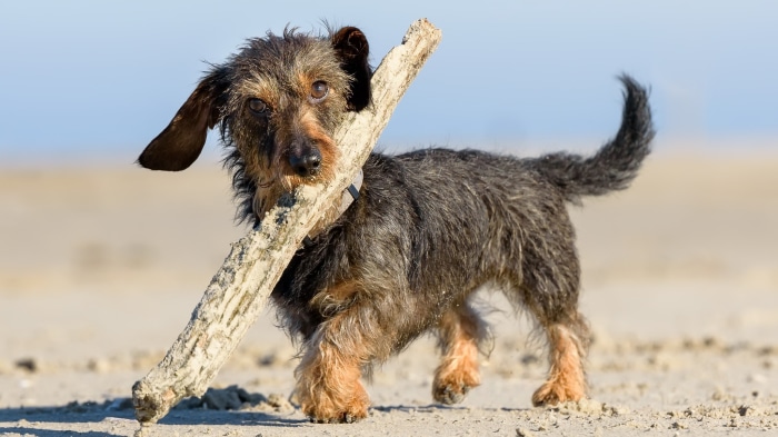 Wirehaired Dachshund carrying a stick on the beach