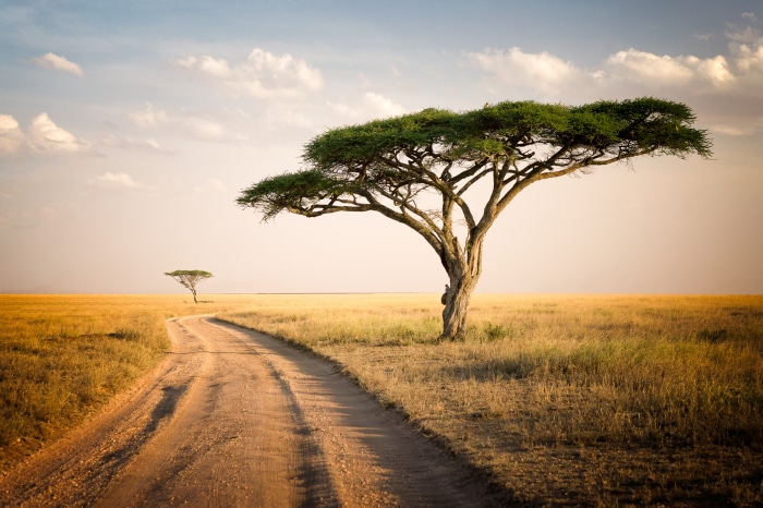 Acacia tree on a dirt road in Serengeti National Park, Tanzania