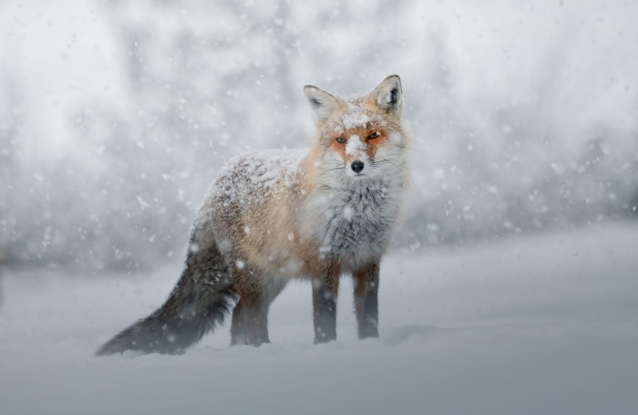 Red fox standing in snowfall