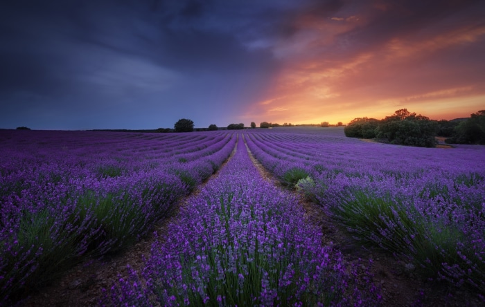 Lavender field at sunset