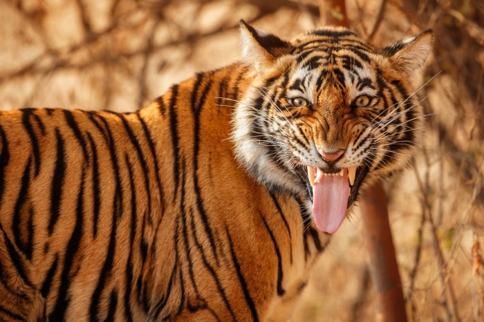 Tiger showing its teeth and tongue