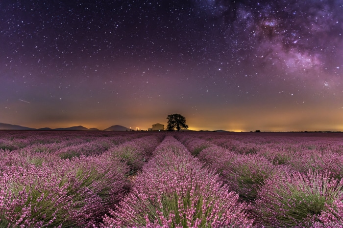 Lavender field under the Milky Way