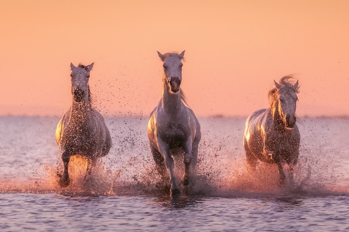 Three white horses running through water at sunset