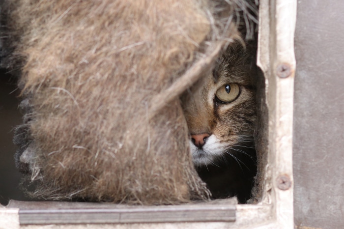 Cat peeking from a carrier