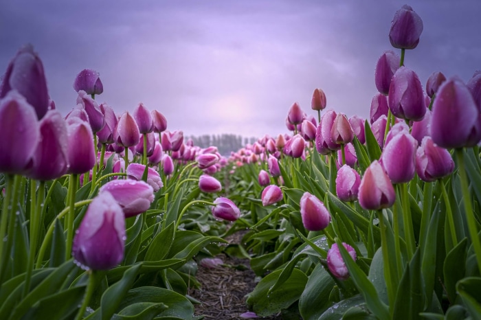 Purple Tulips Field with Water Droplets