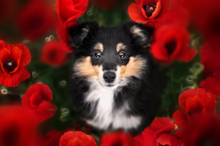 Shetland Sheepdog puppy surrounded by red poppies